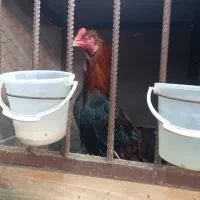 مرغ و خروس لاری|حیوانات مزرعه|آستانه اشرفیه, |دیوار