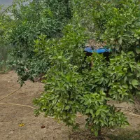 نیازمند چوپان ماهر