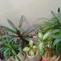 گلها
