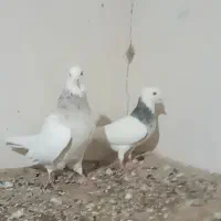 ۱جفت طوقی درجه ۱ کرمانشاهی