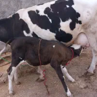 گاو ۱۶ کیلو شیر