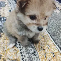 پامر خرسی دوماهه