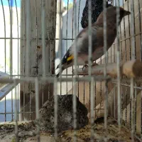 سهره بخون نر
