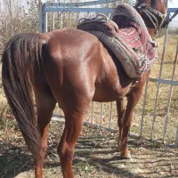 ضامن بار سواری|اسب و تجهیزات اسب‌سواری|ارومیه, |دیوار