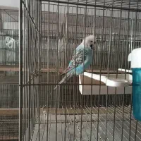 مرغ عشق انگلیسی سایز دار