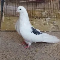 کفتر|پرنده|اردکان, |دیوار