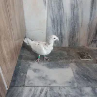 سارسیاه قلدرنر....زدوخوردی|پرنده|مشهد, ایثار|دیوار