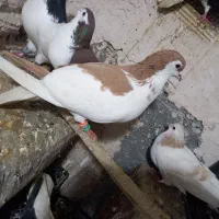 کبوتر رنگه و آلمانی چپ راست