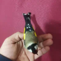 سهره چونه سفید