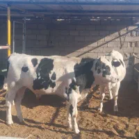 دو عدد جوانه هلیشتاین