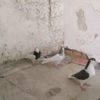 کبوتر کلاغ کربلایی طوقی ساده کرواتی چپ