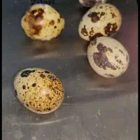 تخم بلدرچین ارگانیک
