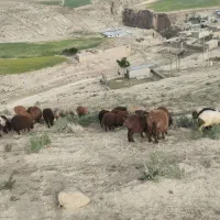 بره ماده علفی کله عروس کلات نادری تقلی شیشک میش