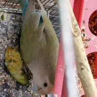 طوطی کوتوله برزیلی نژاد دار