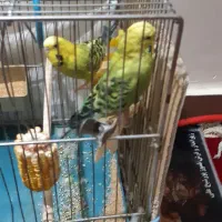 مرغ عشق|پرنده|اهواز, پردیس دو|دیوار