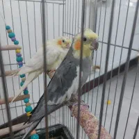 عروس هلندی جفت|پرنده|گرمدره, |دیوار