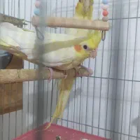 عروس هلندی ارمنی چشم شرابی باتخم وایت ماده