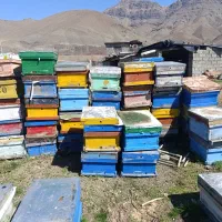 با سلام تعدادی کندو  خالی زنبور عسل موجود