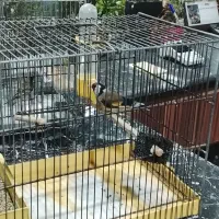 فروش انواع سهره    دهن دار جوجه قفس