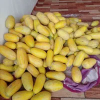 خربزه مشهدی