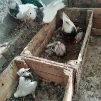 توقی|پرنده|شادگان, |دیوار