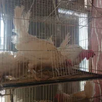 مرغ زنده برای خون کلی و جزعی با قیمتی مناسب