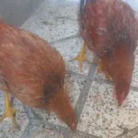 یک عدد مرغ و یک عدد خروس|حیوانات مزرعه|گلستان (تهران), |دیوار