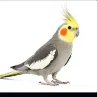 عروس هلندی