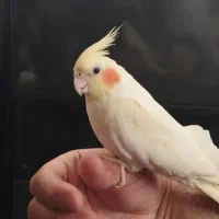عروس هلندی نر
