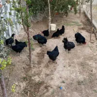 مرغ‌سیاه‌شادگان