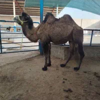 شتر نر دوکوهان|حیوانات مزرعه|یزد, |دیوار