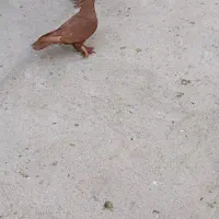 کبوتر|پرنده|تبریز, |دیوار