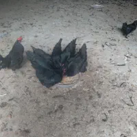 تخم مرغ سیاه * خروس سیاه جهت قربانی*|حیوانات مزرعه|مشکیندشت, |دیوار