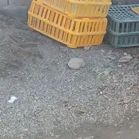 جعبه مرغی صحیح وسالم