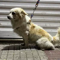 سگ پا کوتاه