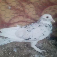 نر دورگ شازده سرور|پرنده|مبارکه, |دیوار