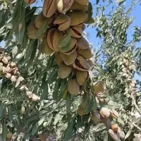 نهالستان سهند مولایی|خدمات باغبانی و درختکاری|اقلید, |دیوار