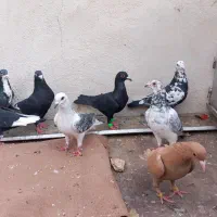 نر اوسا کار ترپیده