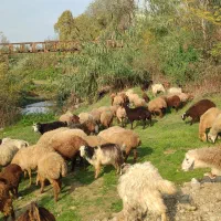 گوسفند کشتاری و داشتی درجه یک همه چاق|حیوانات مزرعه|قائمشهر, |دیوار