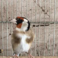 سهره نر و سهره ماده|پرنده|شیراز, شهرک گلستان|دیوار