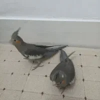 دوتا عروس هلندی نر وماده