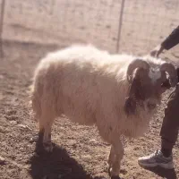 یک قوچ کوردی ۳سال