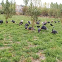 بوقلمون|حیوانات مزرعه|مشگین شهر, |دیوار