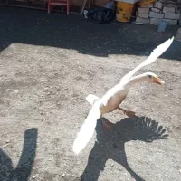 یک جفت غوغاز بسیار اصیل وزیبا