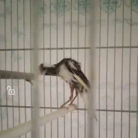 قناری جیبوس