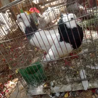 کبوتر طوقی