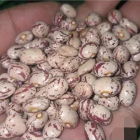 لوبیا چیتی خمین و ابلق درشت درجه یک