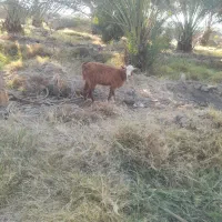 بز جوان ۴ملیونو ۵۰۰