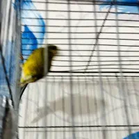 قناری نر سبز چمنی|پرنده|ششده و قره بلاغ, |دیوار