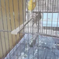 فروش قناری نر بخوان|پرنده|خشکبیجار, |دیوار